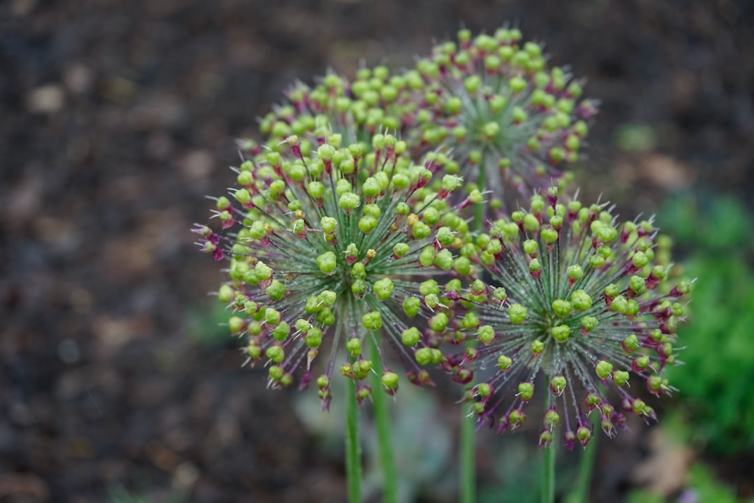 purple and green flower in close up photography