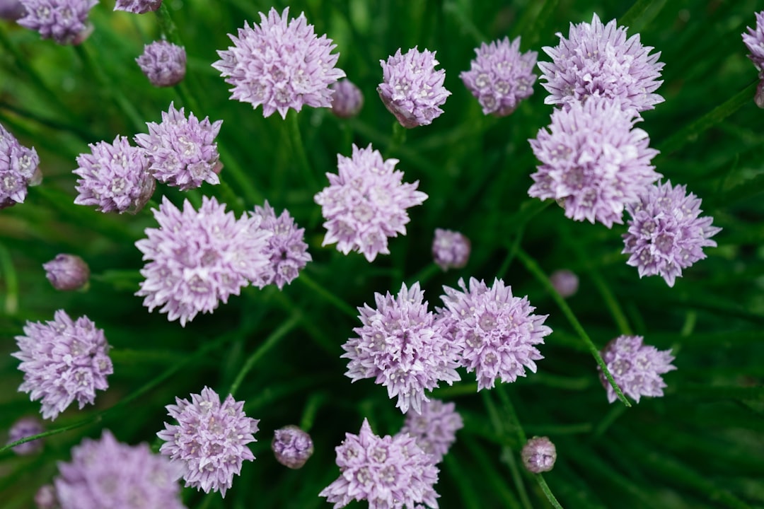 white flowers with green leaves