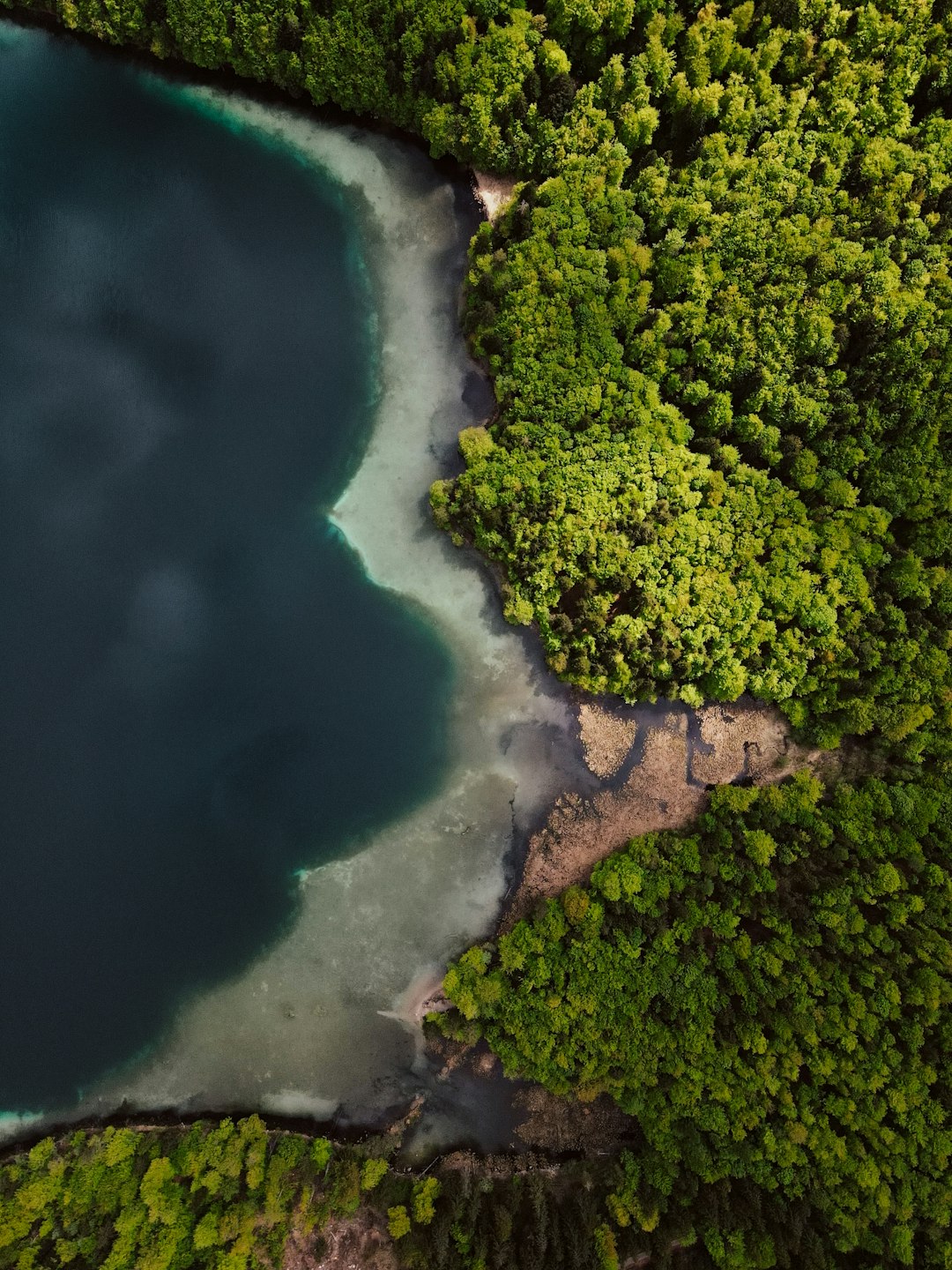 green trees beside body of water during daytime