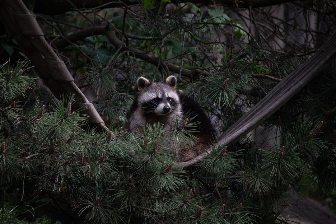  black and white animal on brown tree branch raccoon