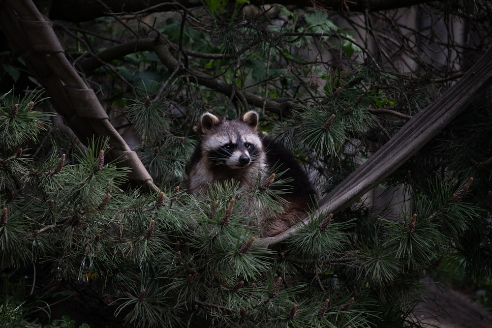 animal noir et blanc sur branche d’arbre brun