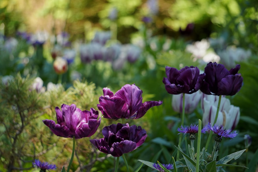 purple flower in tilt shift lens