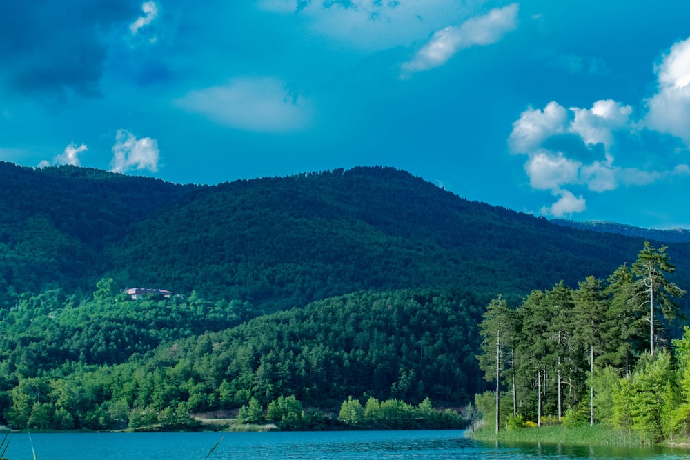 green trees near body of water under blue sky during daytime