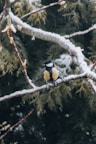 black and yellow bird on brown tree branch during daytime