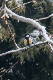 black and yellow bird on brown tree branch during daytime