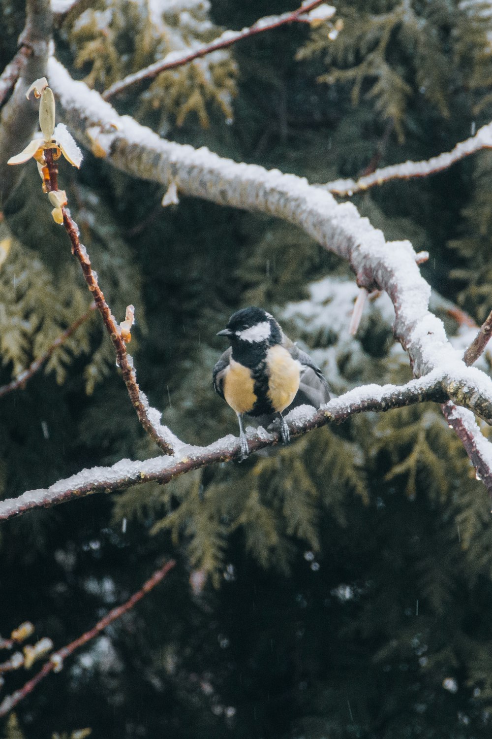 uccello nero e giallo sul ramo marrone dell'albero durante il giorno