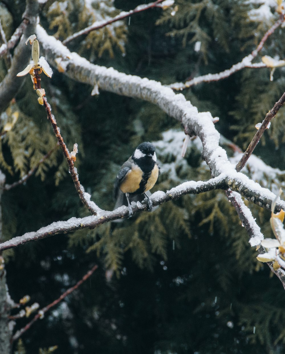 schwarzer und gelber Vogel tagsüber am Ast