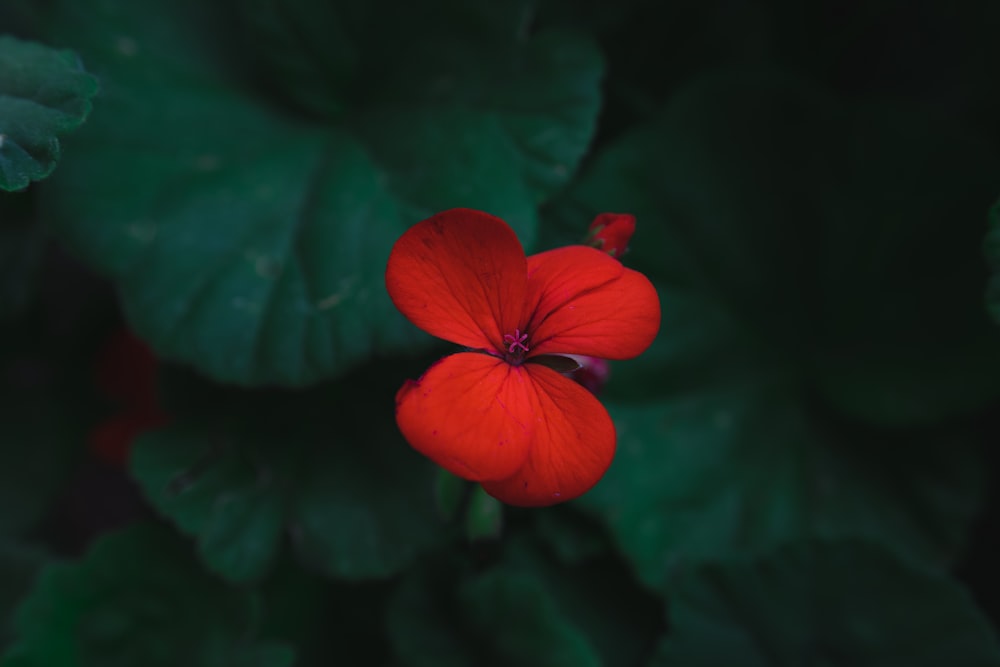 red 5 petal flower in close up photography