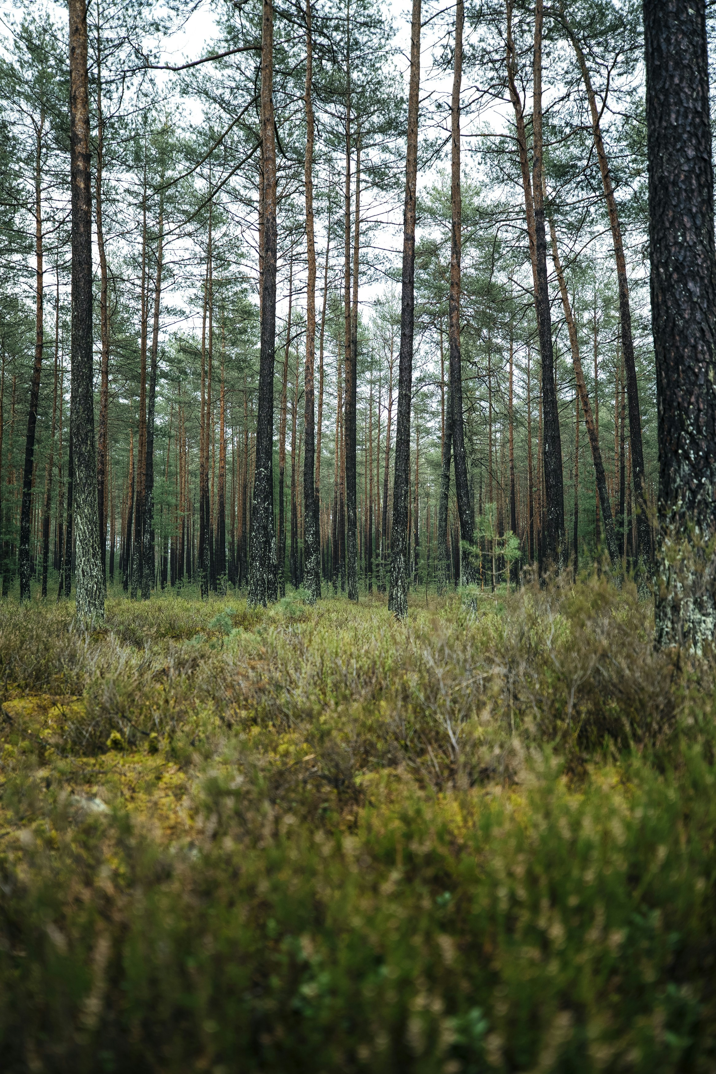 Wilderness forest nature, ilustrasi artikel Gear Up for the Wild: Essential Tactical Gear for Wilderness Survival 8