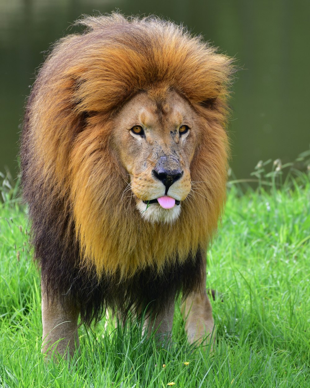 lion on green grass field during daytime