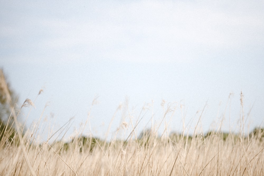 brown grass field under white sky during daytime