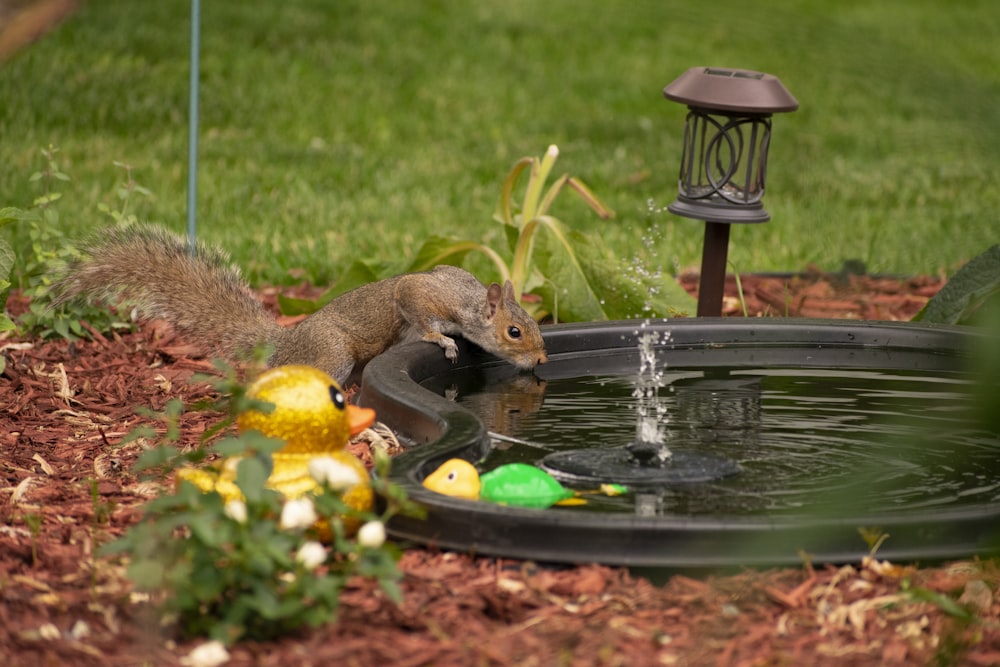 brown squirrel on water fountain during daytime