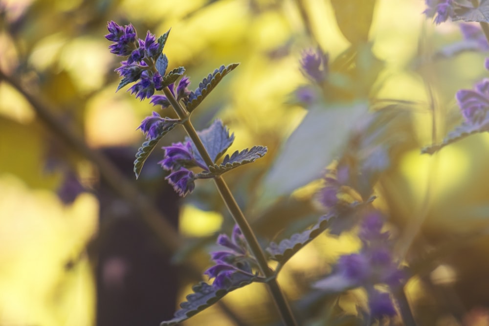 purple flower in macro lens