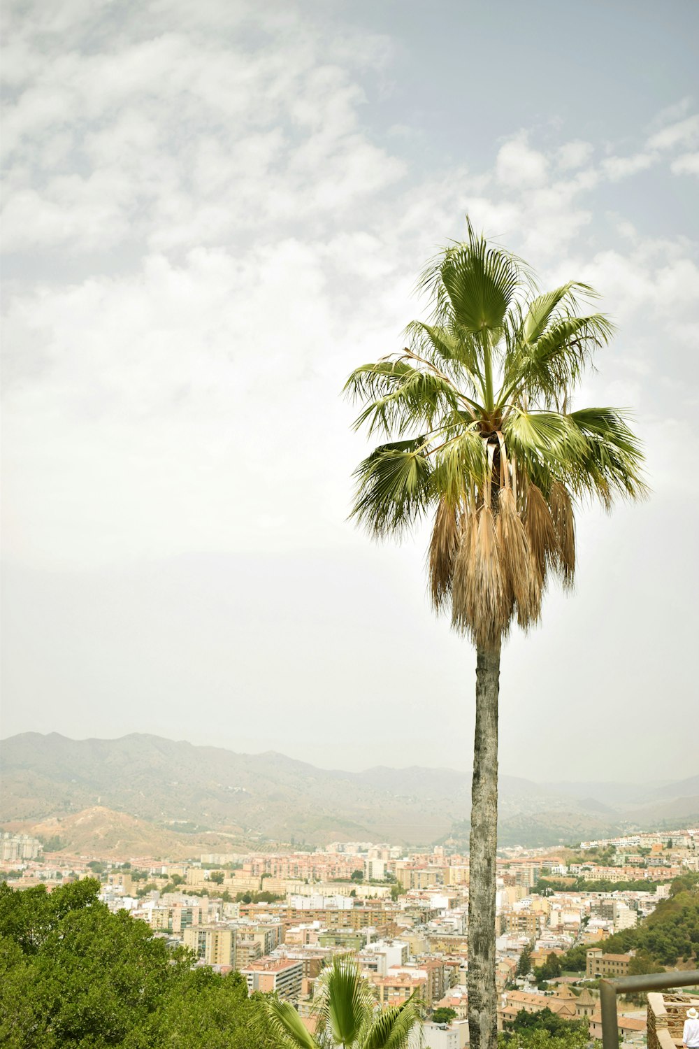 green palm tree near body of water during daytime