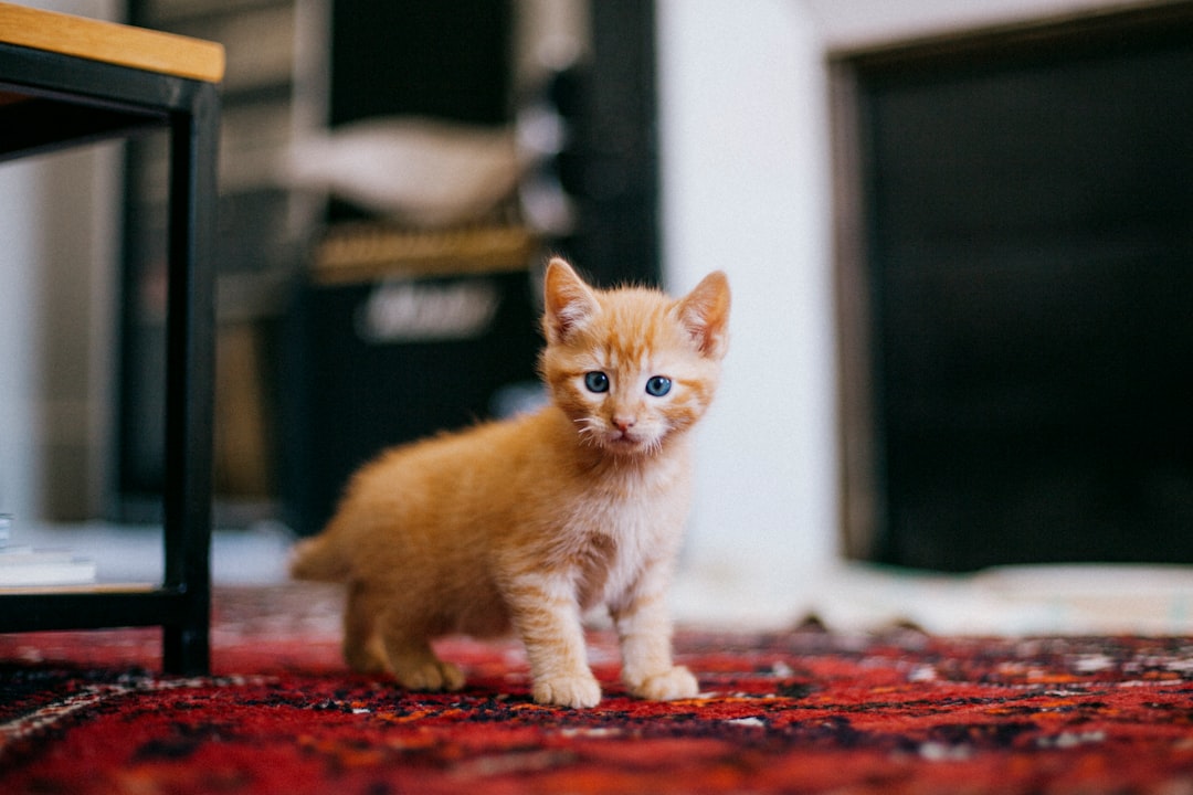 orange tabby cat on red floor