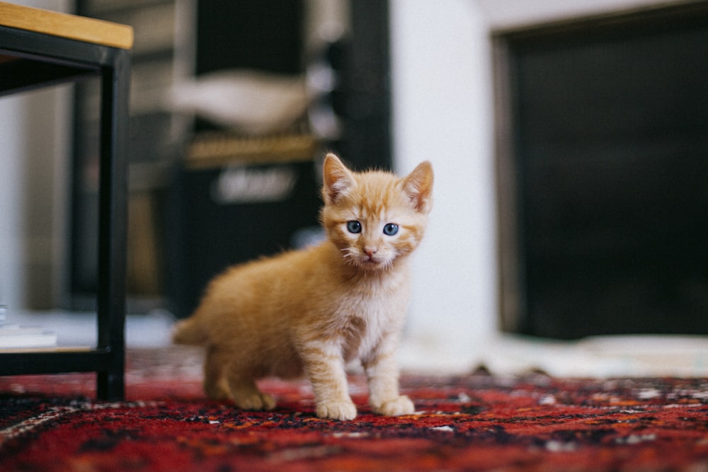 gato atigrado naranja en el suelo rojo