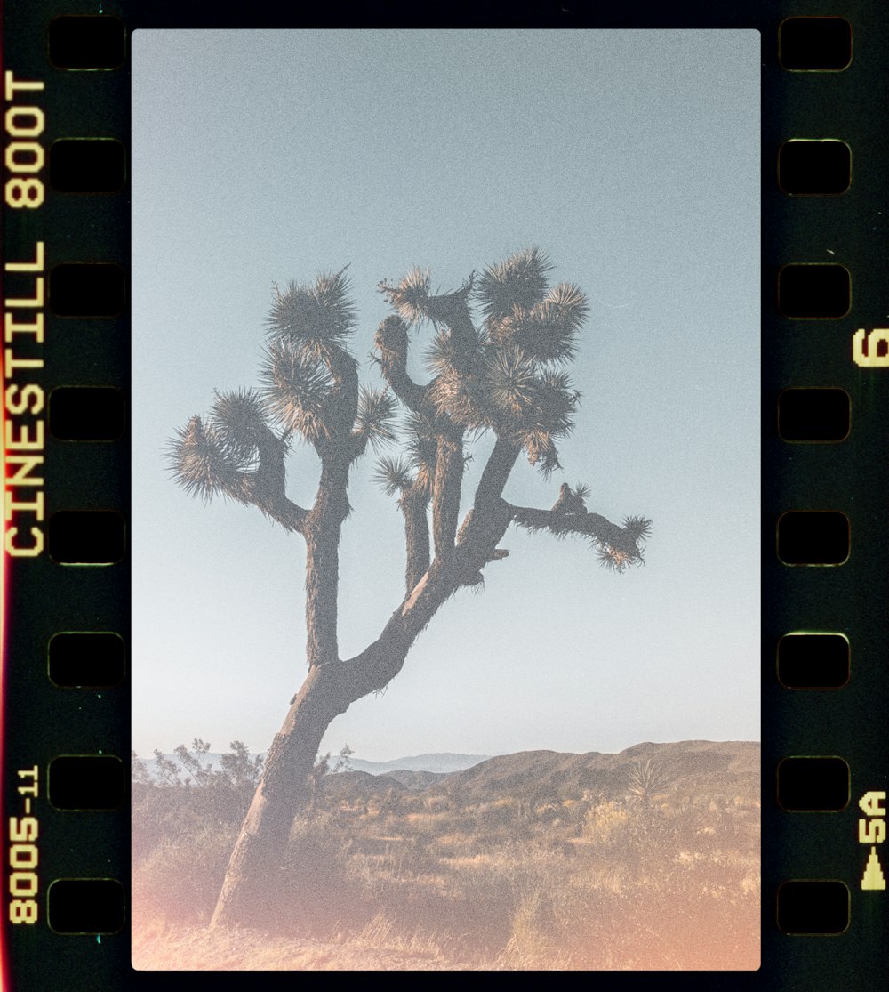 tree on hill during daytime