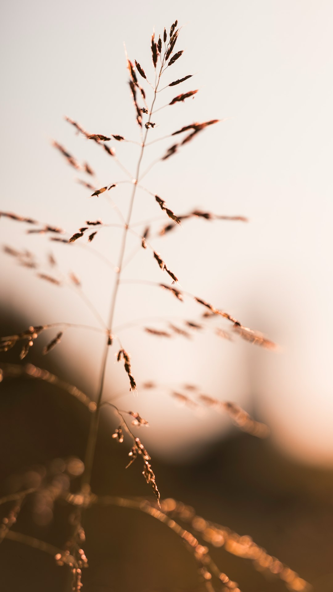 brown plant in close up photography