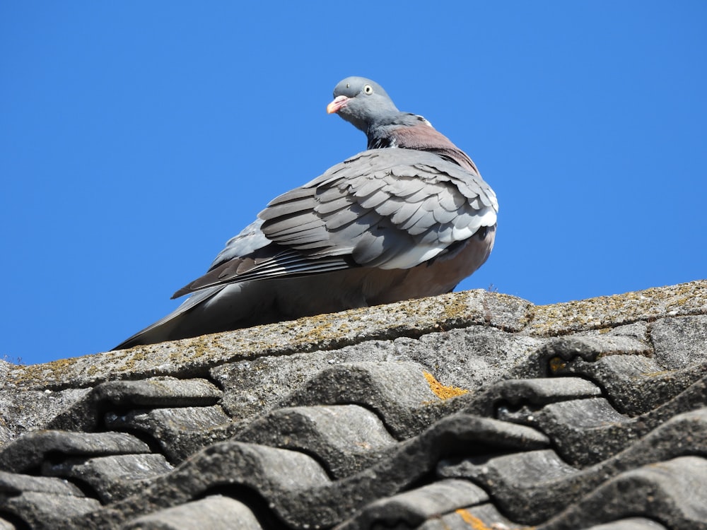 pombo cinzento e branco no telhado