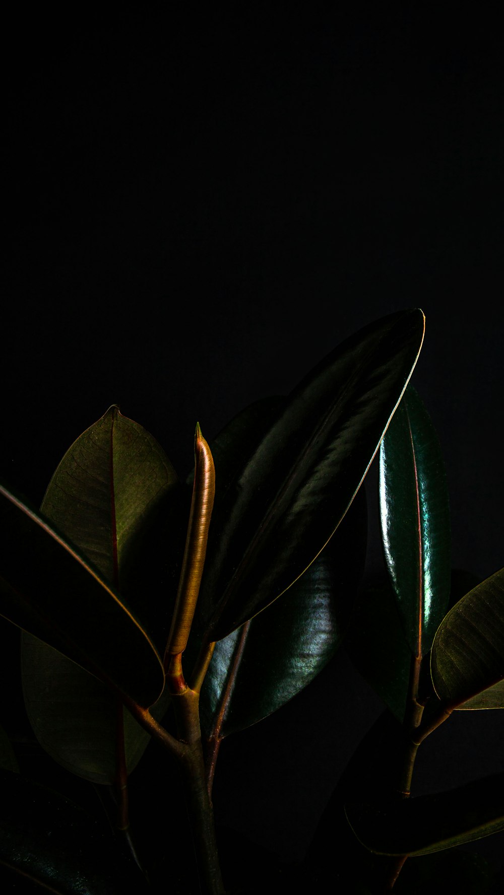 검은 배경의 녹색 잎