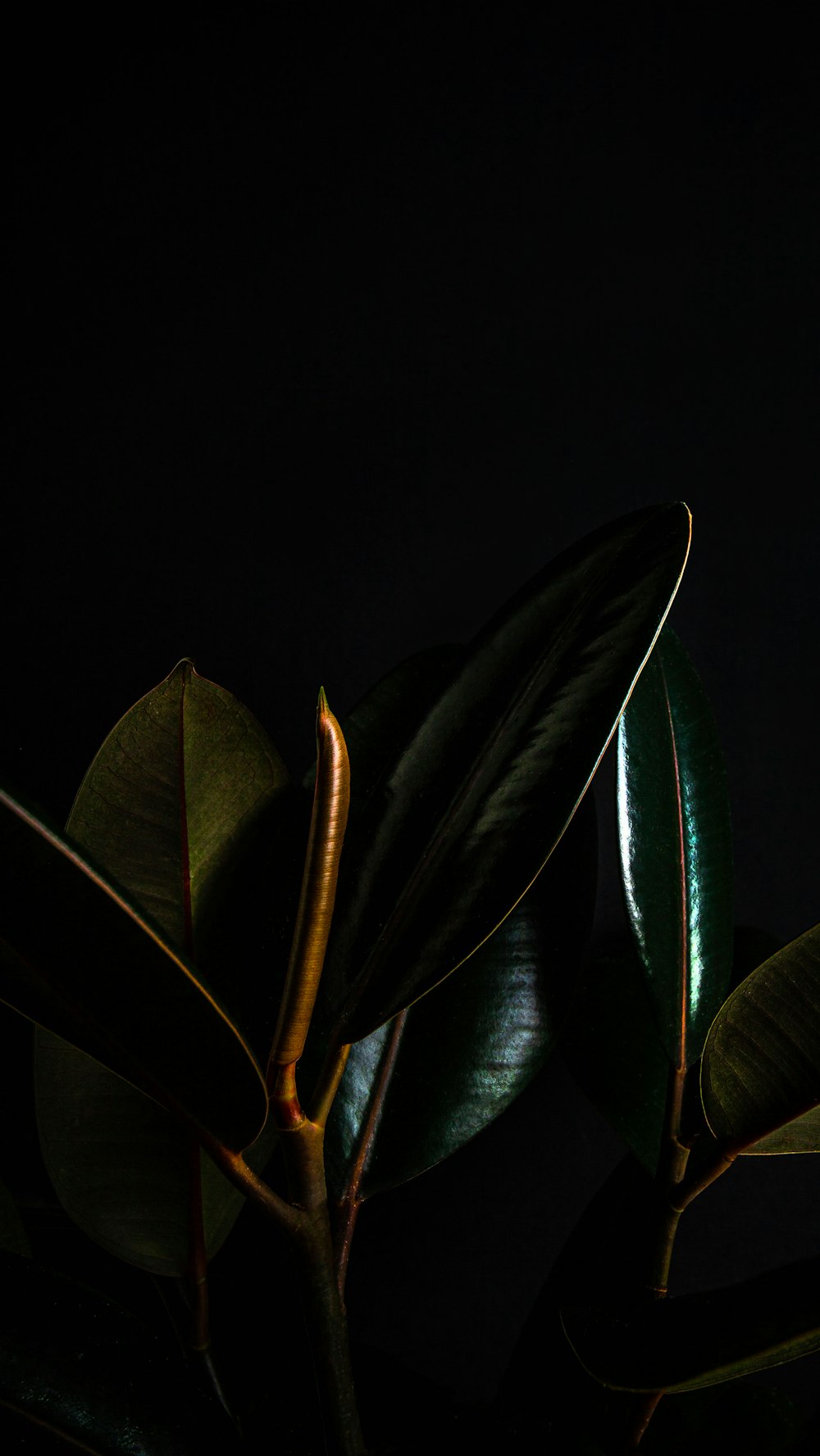 green leaves with black background