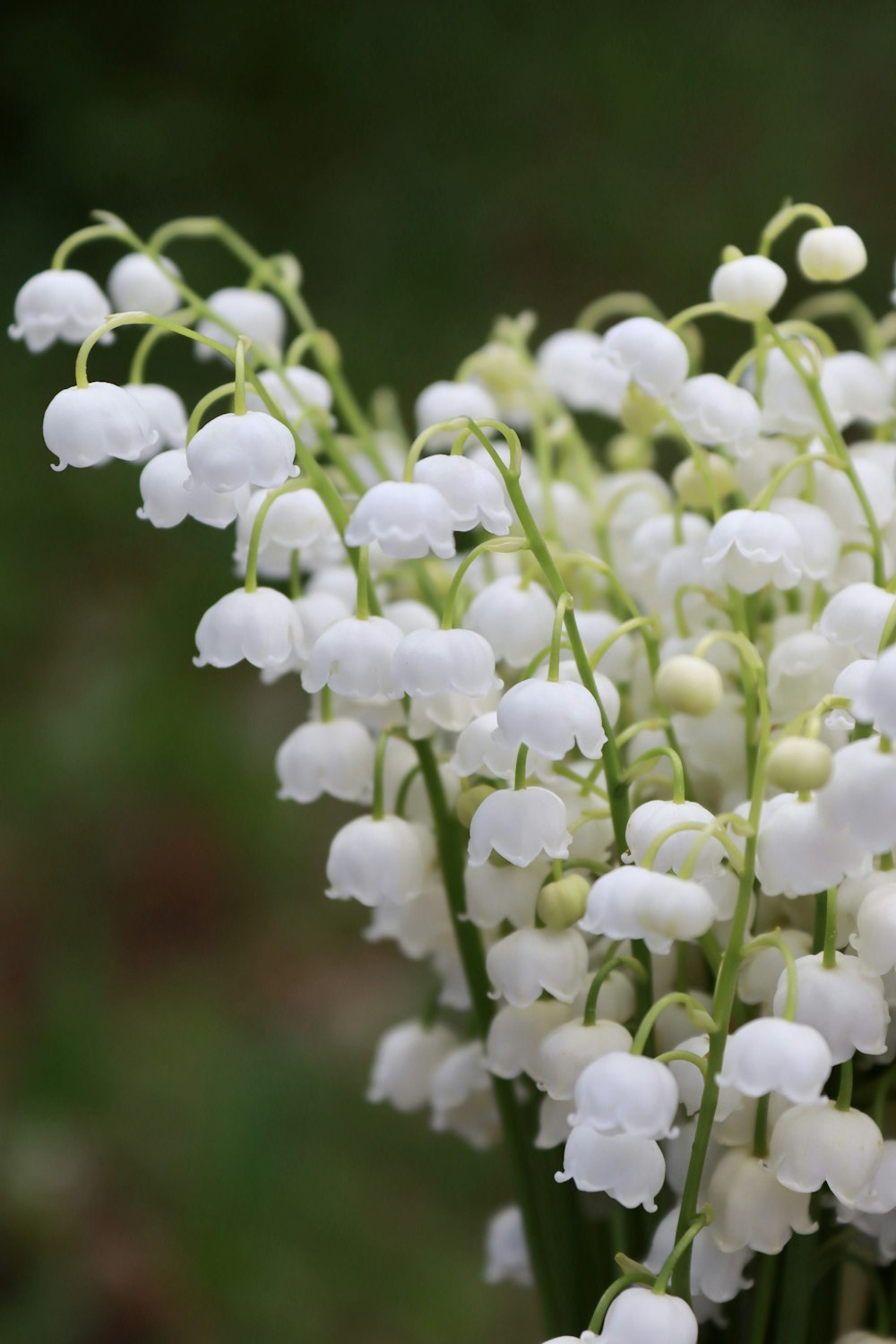 white flowers in tilt shift lens