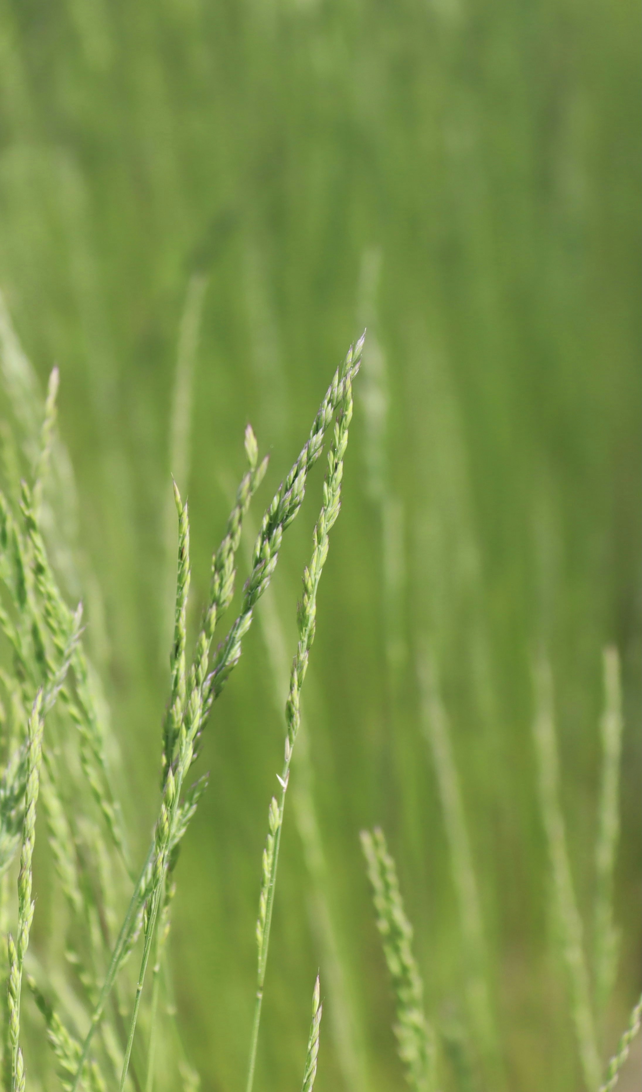 green wheat in close up photography