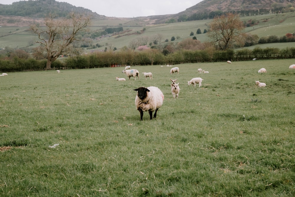 herd of sheep on green grass field during daytime