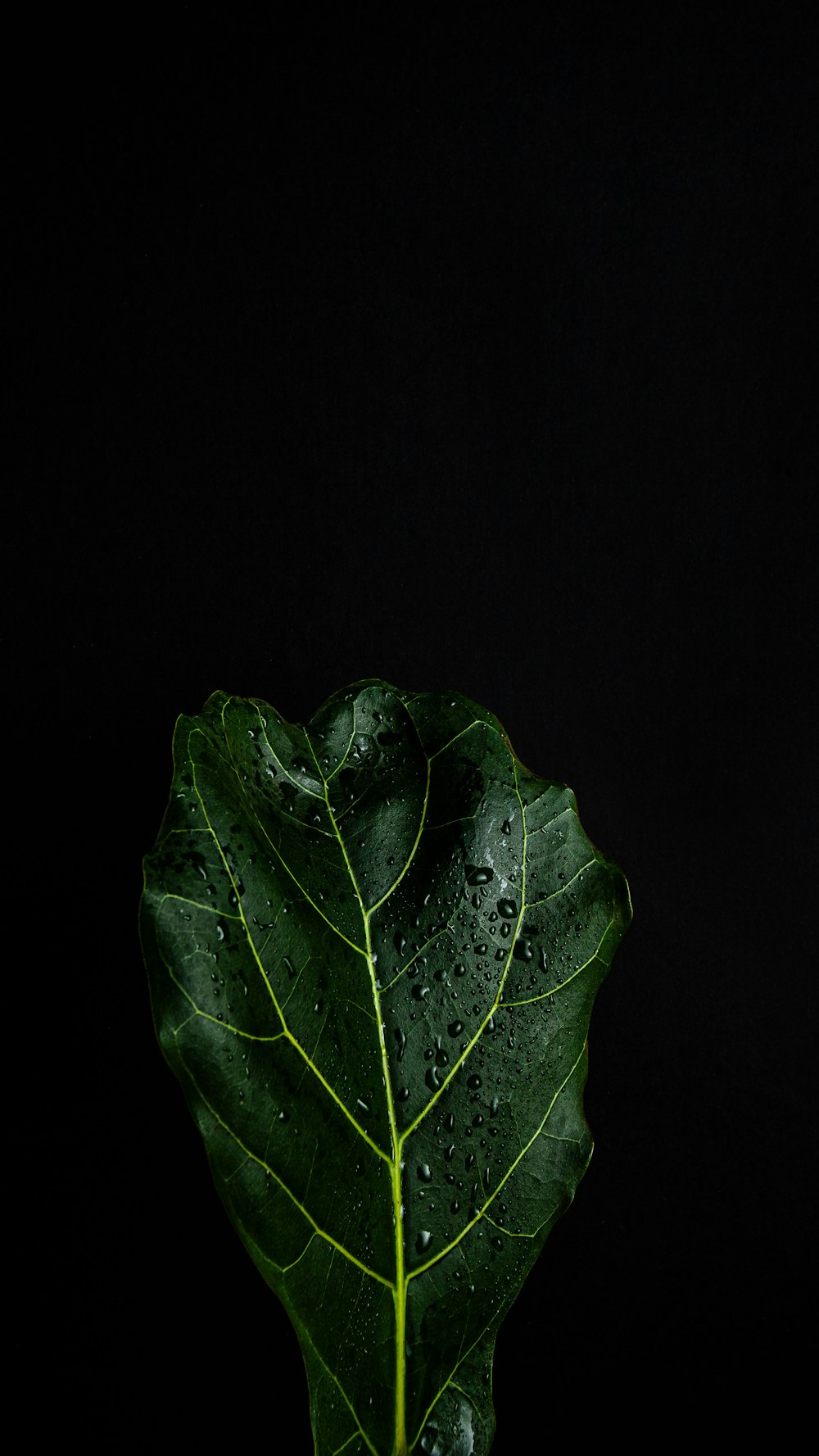 green leaf with water droplets