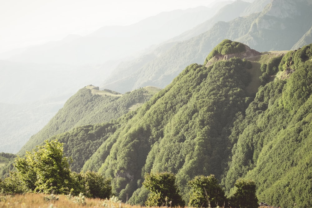 green trees on mountain during daytime