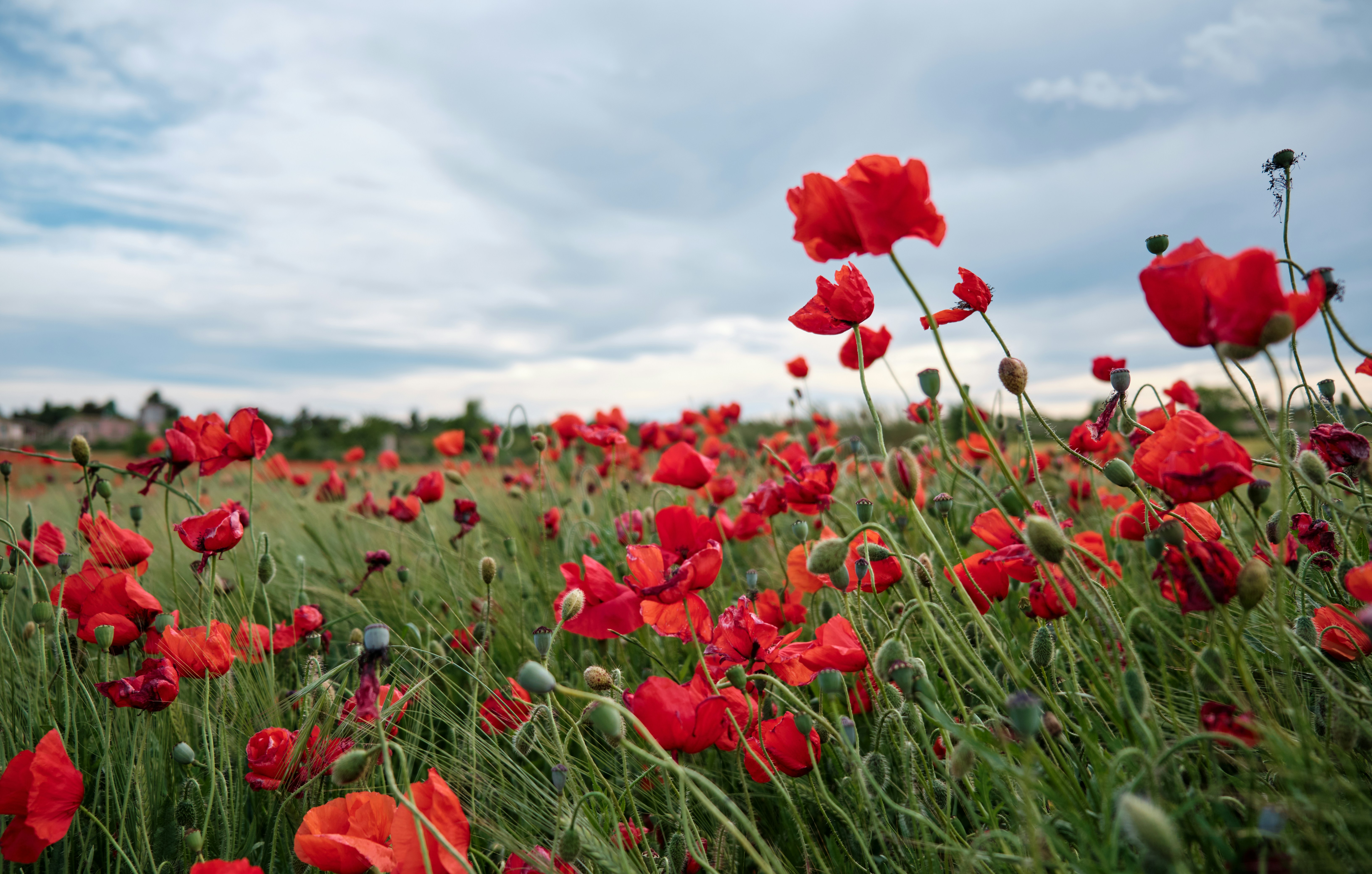 Photo by aleksandar_akr