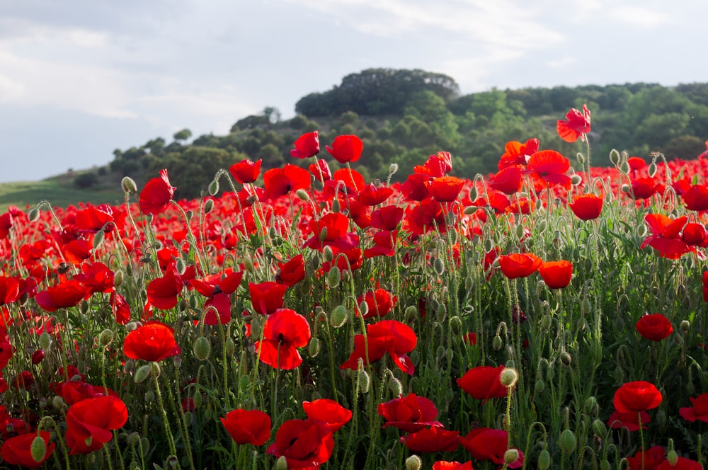 red flower field under blue sky during daytime