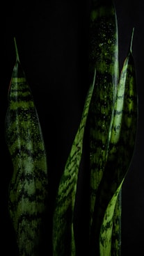 green and black plant leaf