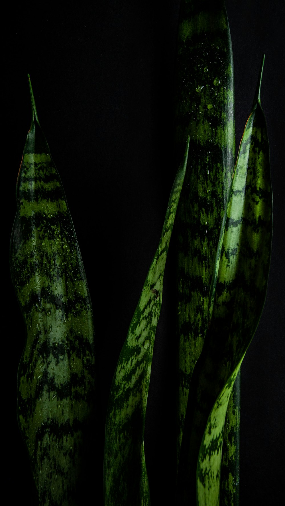 green and black plant leaf