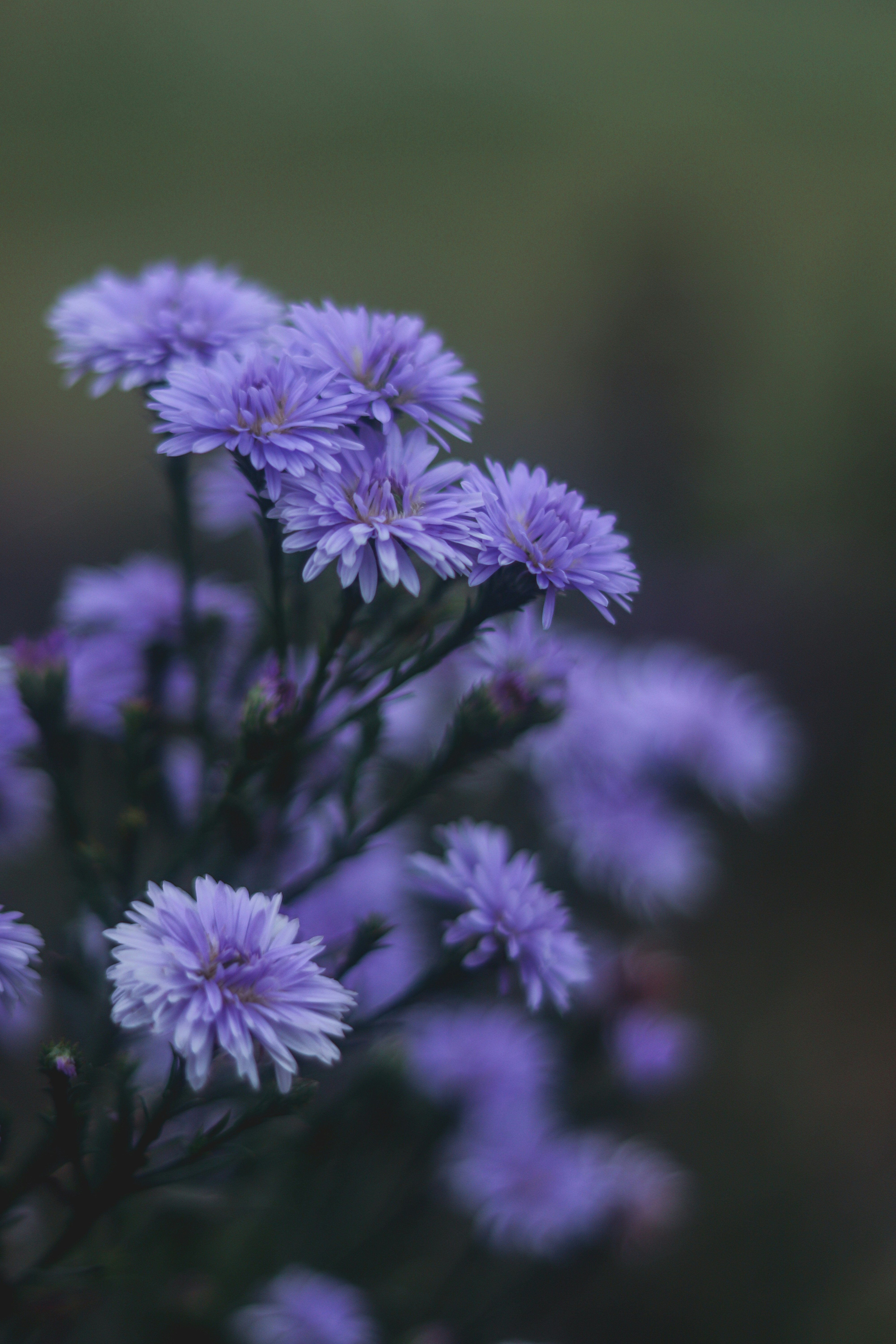 Photo by santo_stephen