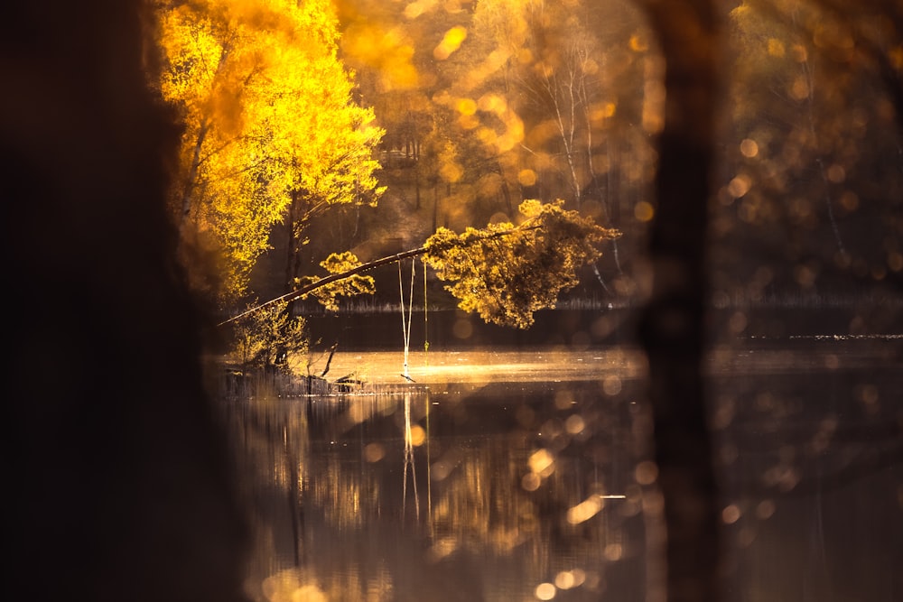 yellow leaf tree on water
