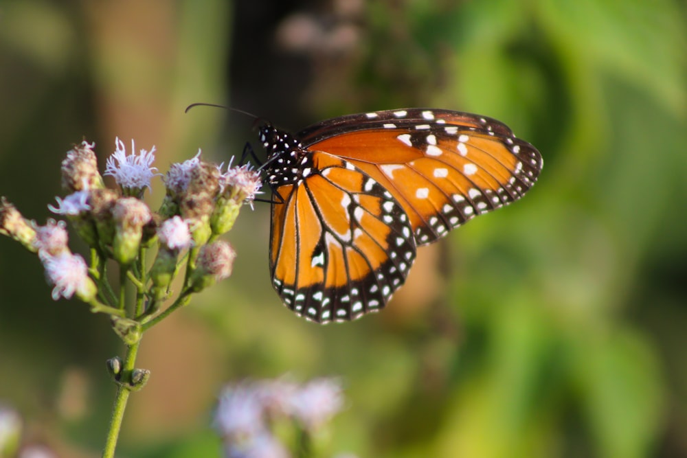 monarch butterfly perched on purple flower in close up photography during daytime