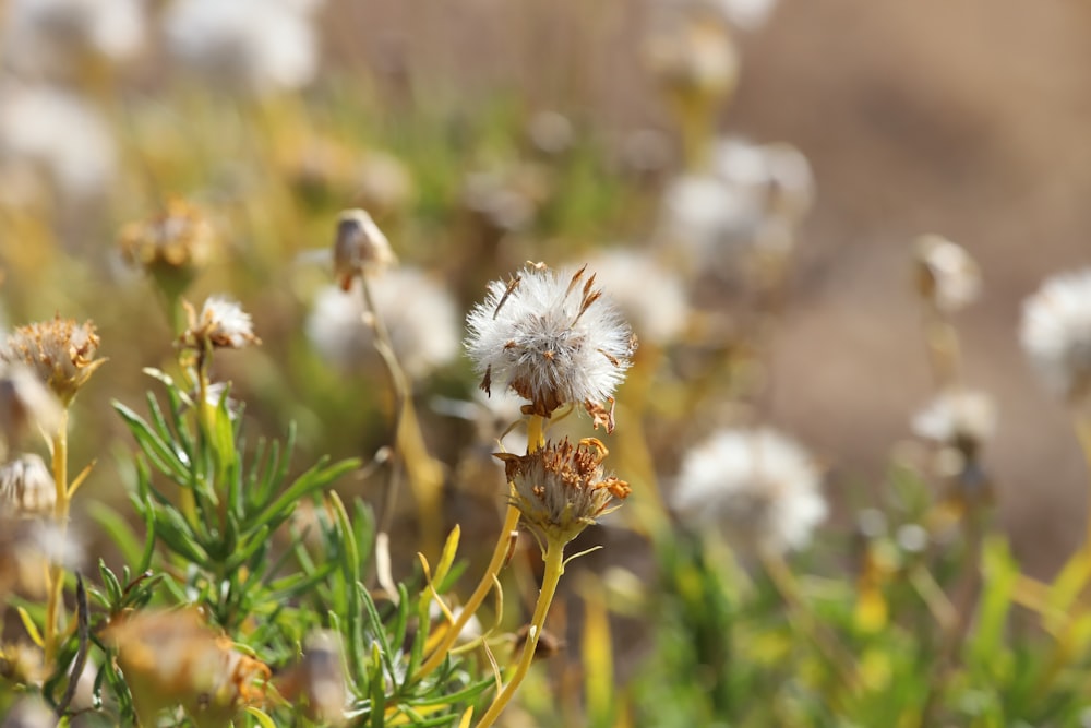 white dandelion in close up photography