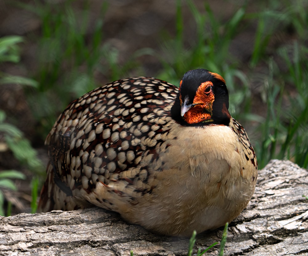 brown and black duck on brown soil