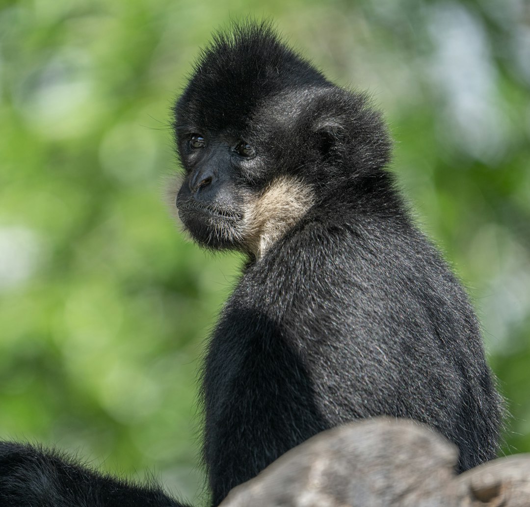 black monkey on brown tree branch during daytime