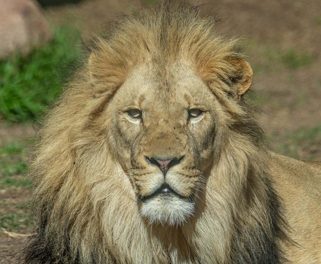 lion lying on green grass during daytime