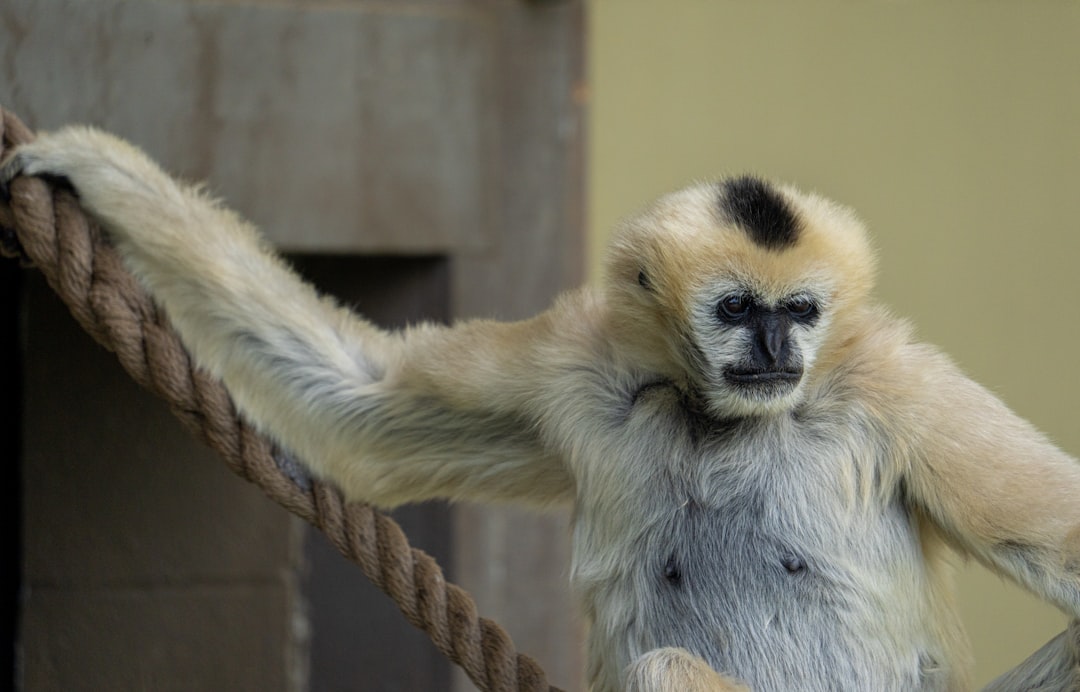 brown monkey on brown wooden stick