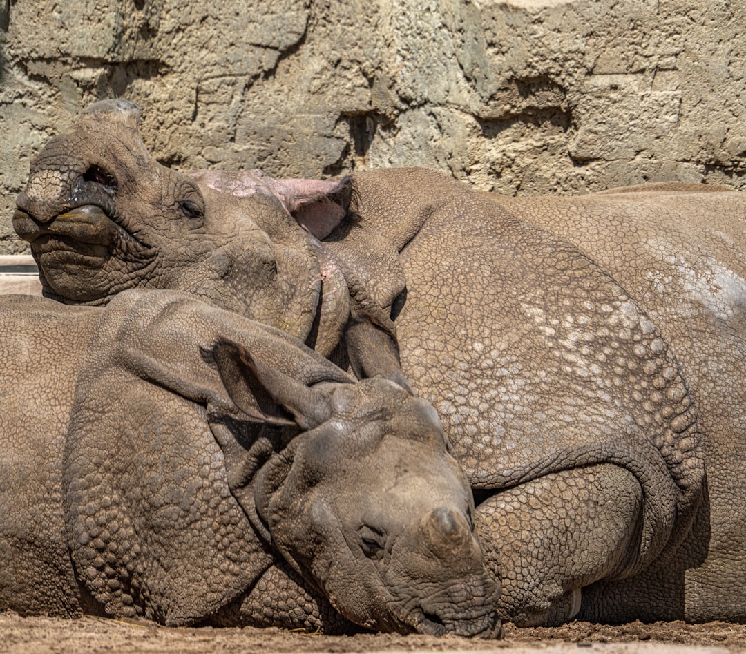 group of rhinoceros lying on ground during daytime