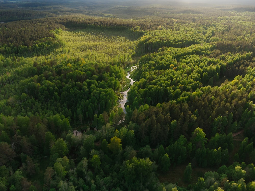 Grüne Bäume am Berg tagsüber