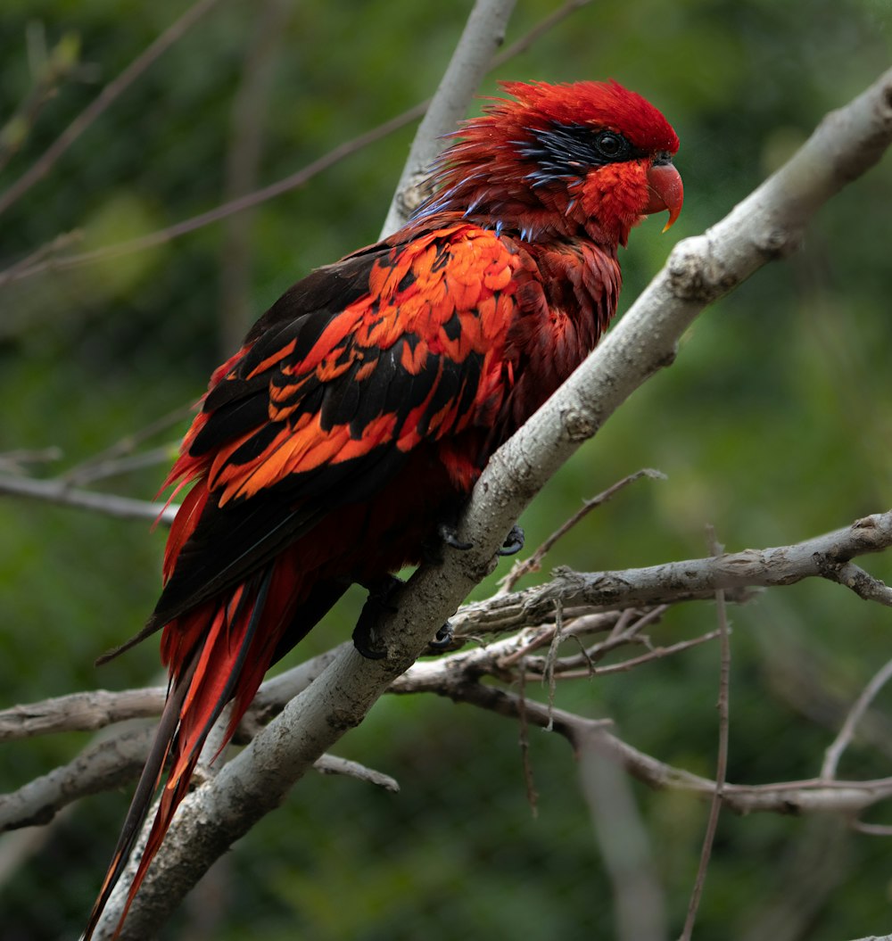 red and black bird on brown tree branch during daytime