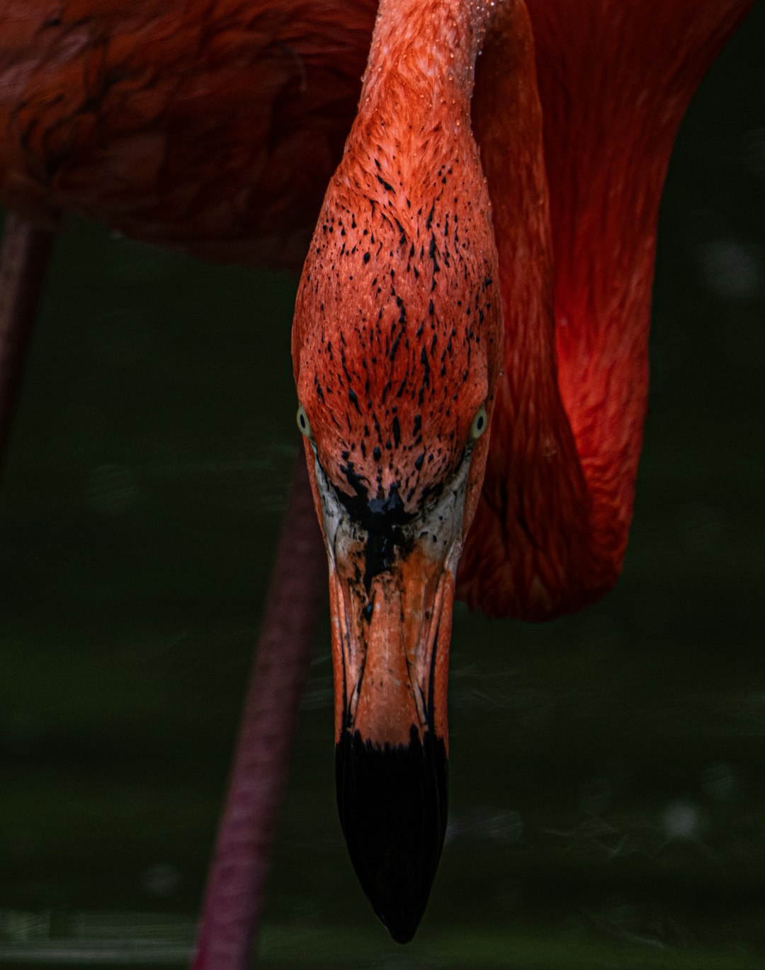 pink flamingo on body of water during daytime