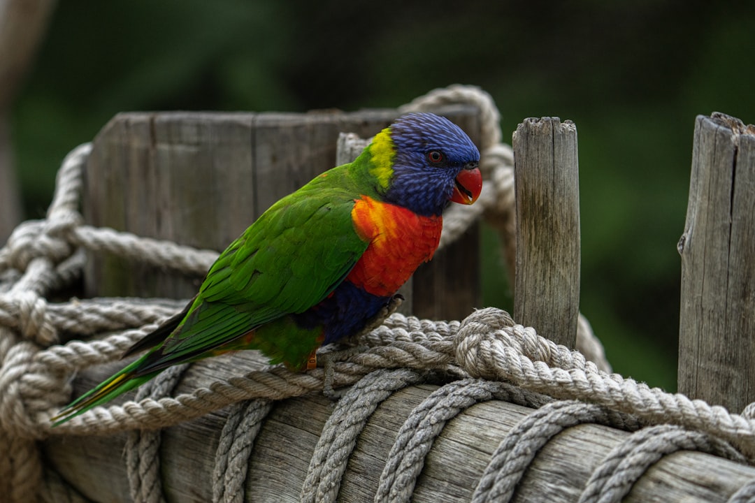 blue green and orange bird on brown rope