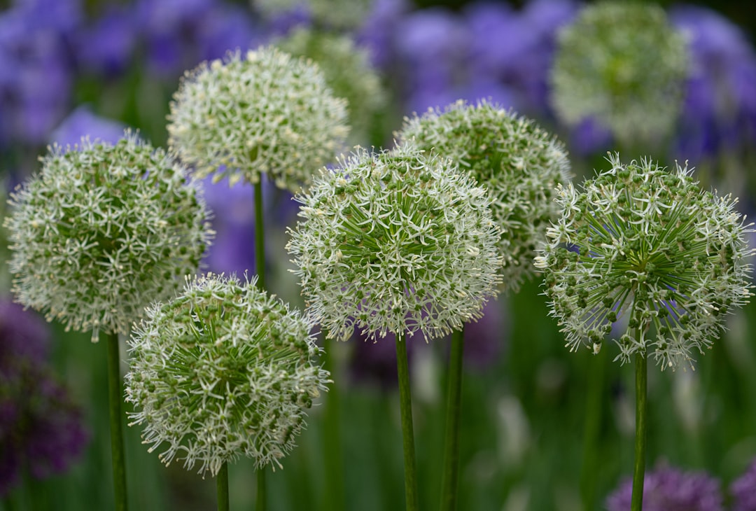 green and purple flower buds