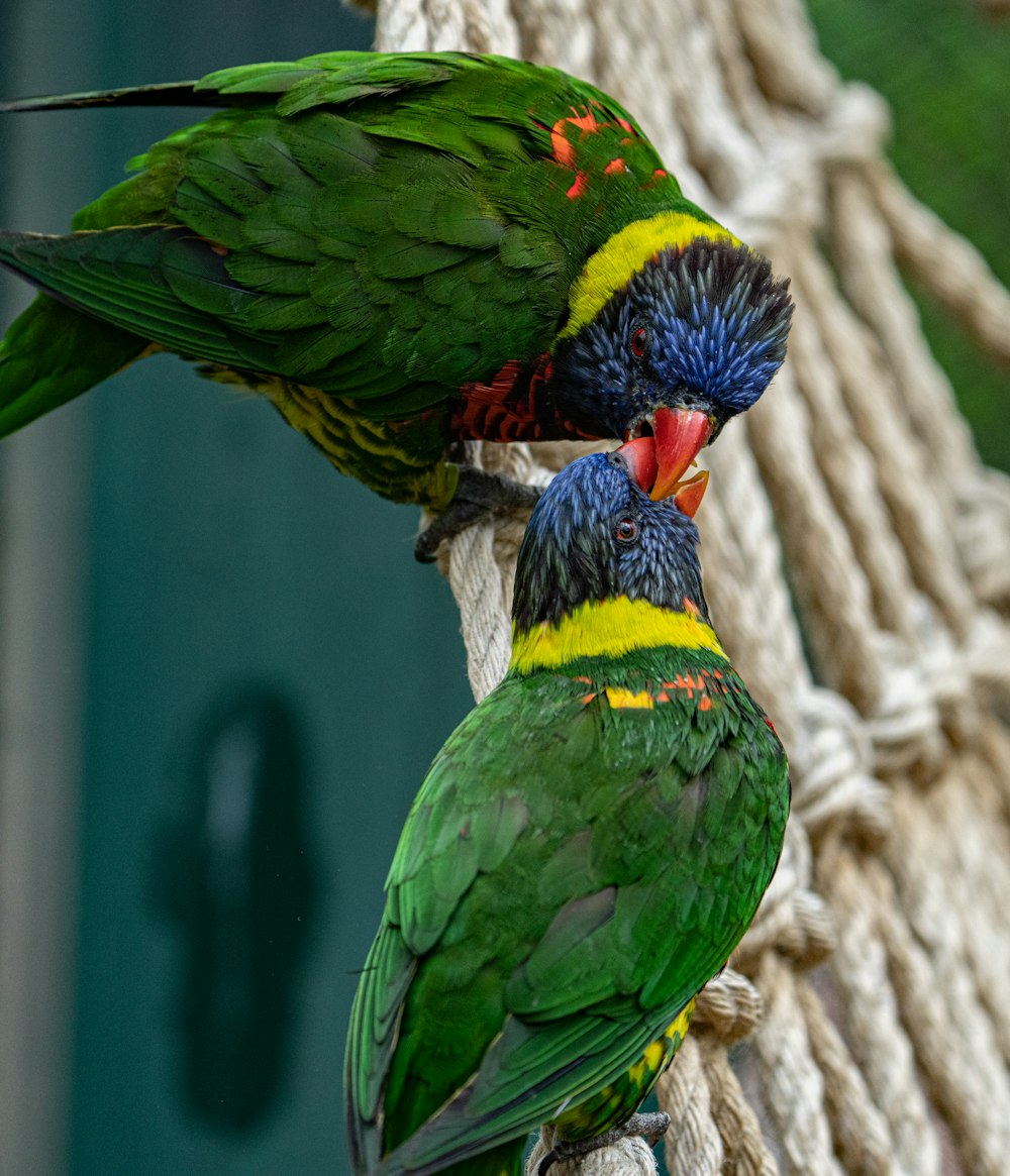green blue and yellow birds