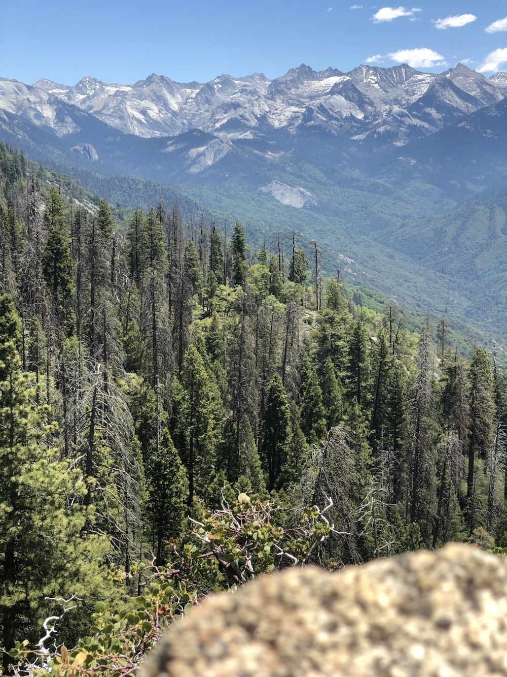 green pine trees on mountain during daytime